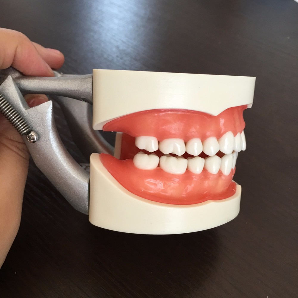 Dental Study Standard Typodont Demonstration Teeth Model Kilgore Nissin Type
