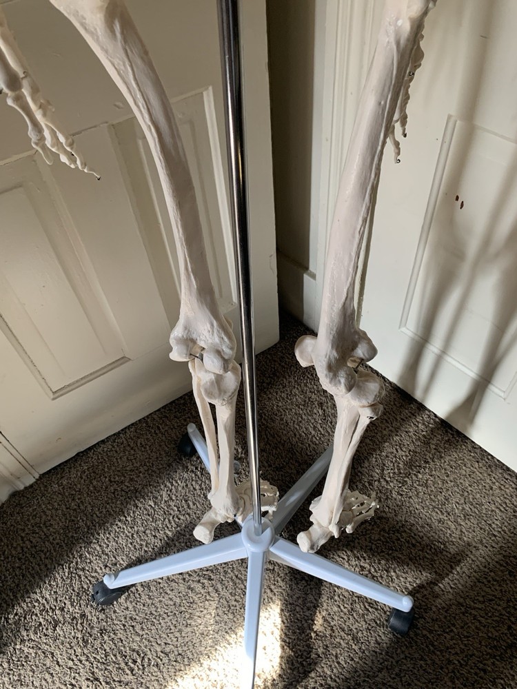 Fantastic Human Skeleton Model