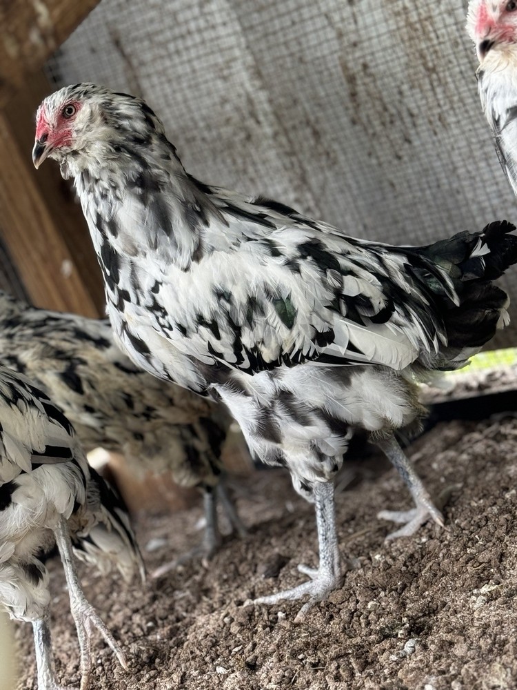 6+ Ermine ameraucana hatching Eggs