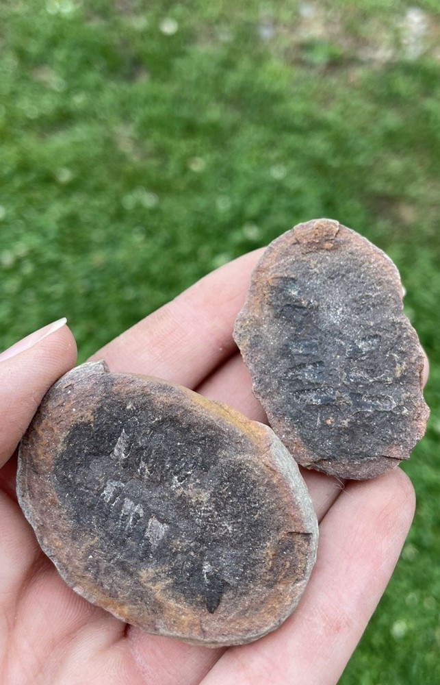 Fern Fossil