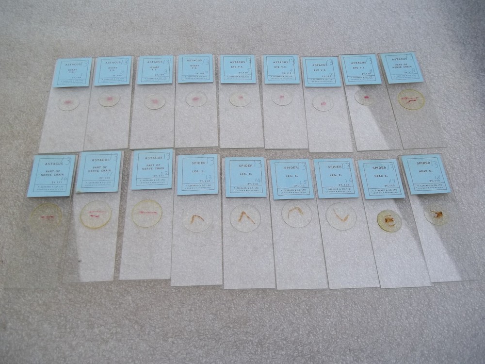 Vintage Glass Microscope Slides -