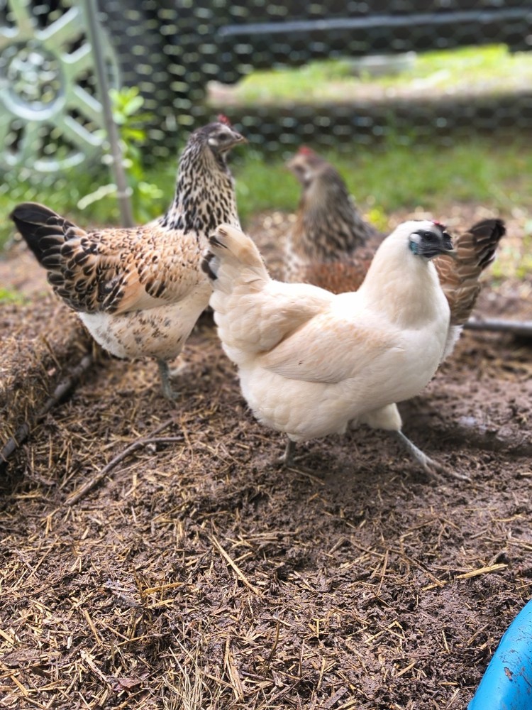 6 Rare Mosaic Hatching Eggs