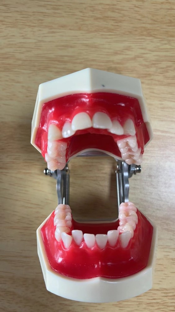 New Reusable Dental Practical Training Model/typodont/orthodontics Wax Model