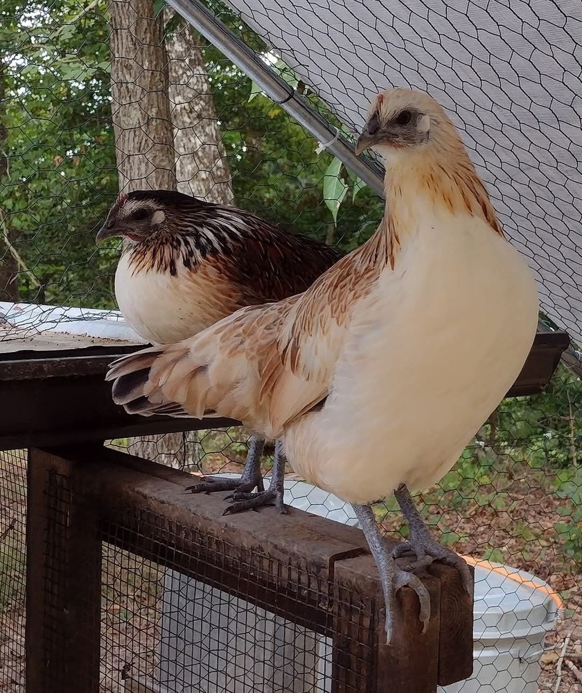 6 Rare Mosaic Hatching Eggs