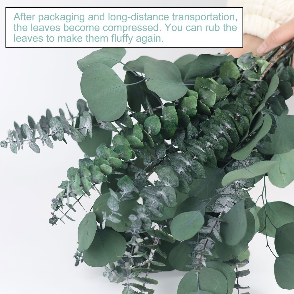 25 Pcs Preserved Dried Eucalyptus Stems & Silver Dollar Leaves Bundle, Natura...