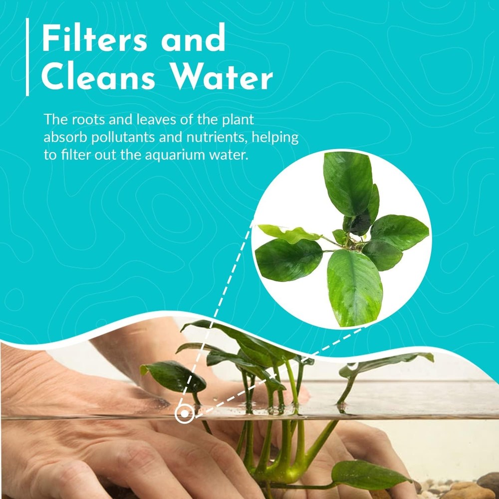 Melon Sword (Echinodorus Osiris) Medium