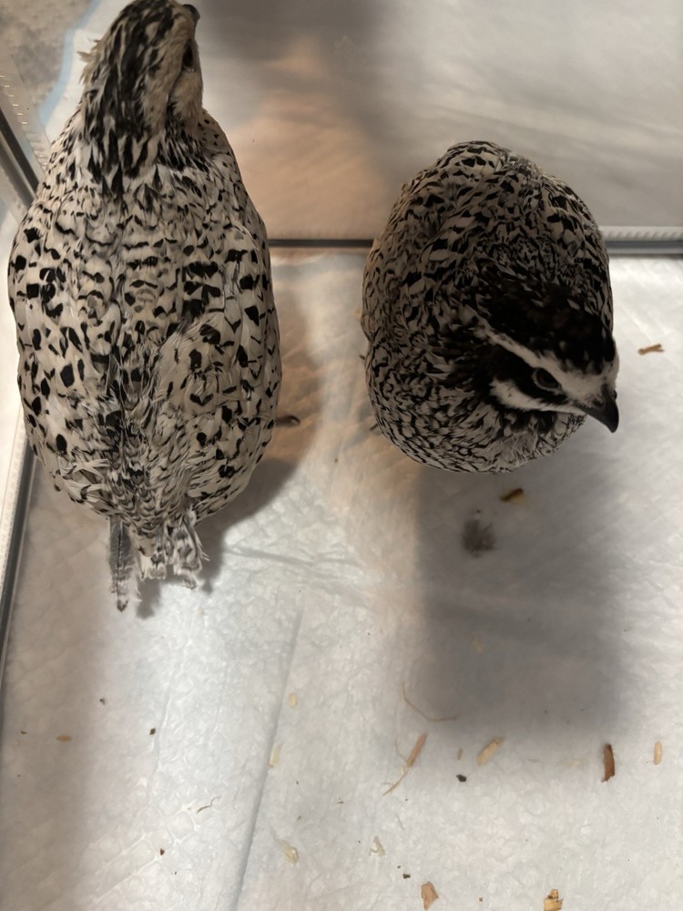 12+ Mixed Bobwhite Hatching Eggs
