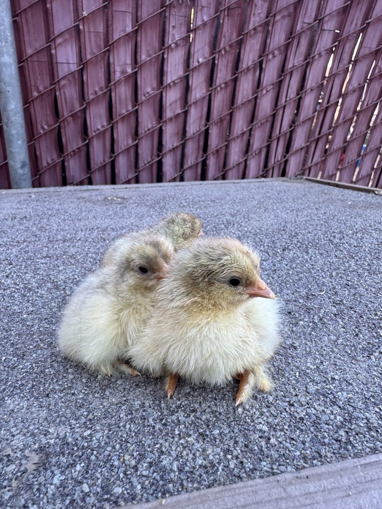 Isabella Brahma Hatching Eggs 6 Eggs