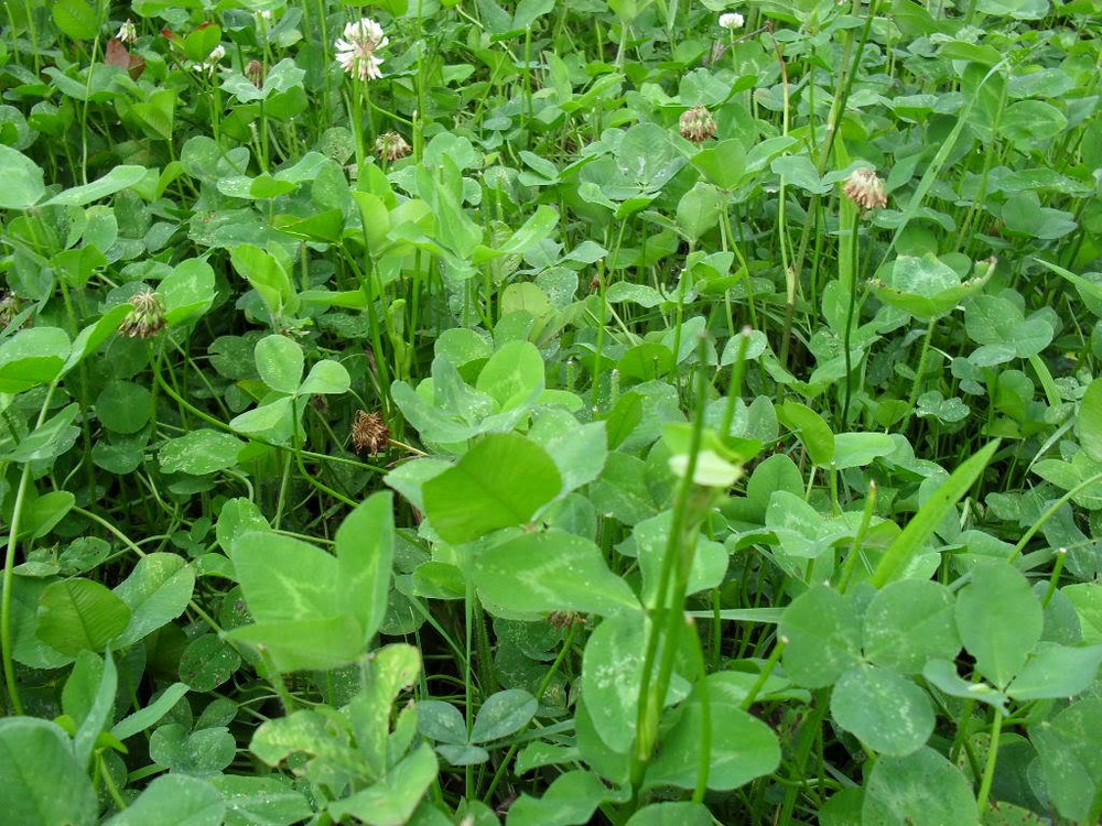 Ladino Clover Seeds - 25 Lbs.