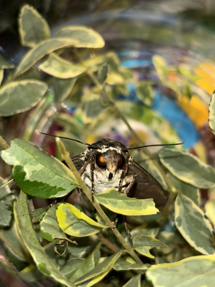 👒 RUSTIC SPHINX MOTH - Beautiful~Largest Sphinx~Specimen~UNMOUNTED~ Entomology