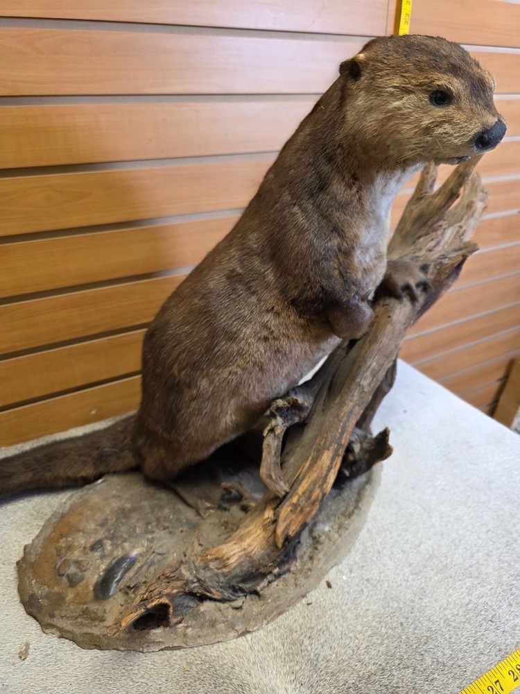 Otter taxidermy mount