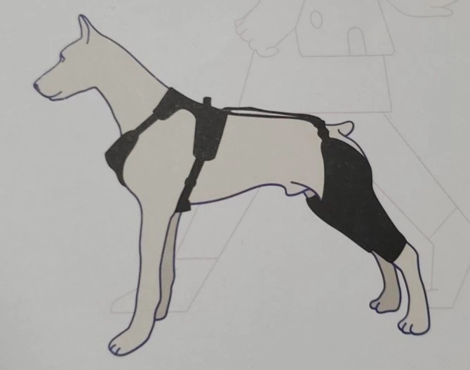 LISPOO - Dog Knee Back Leg Braces (Both Legs) for Torn ACL - Size Large