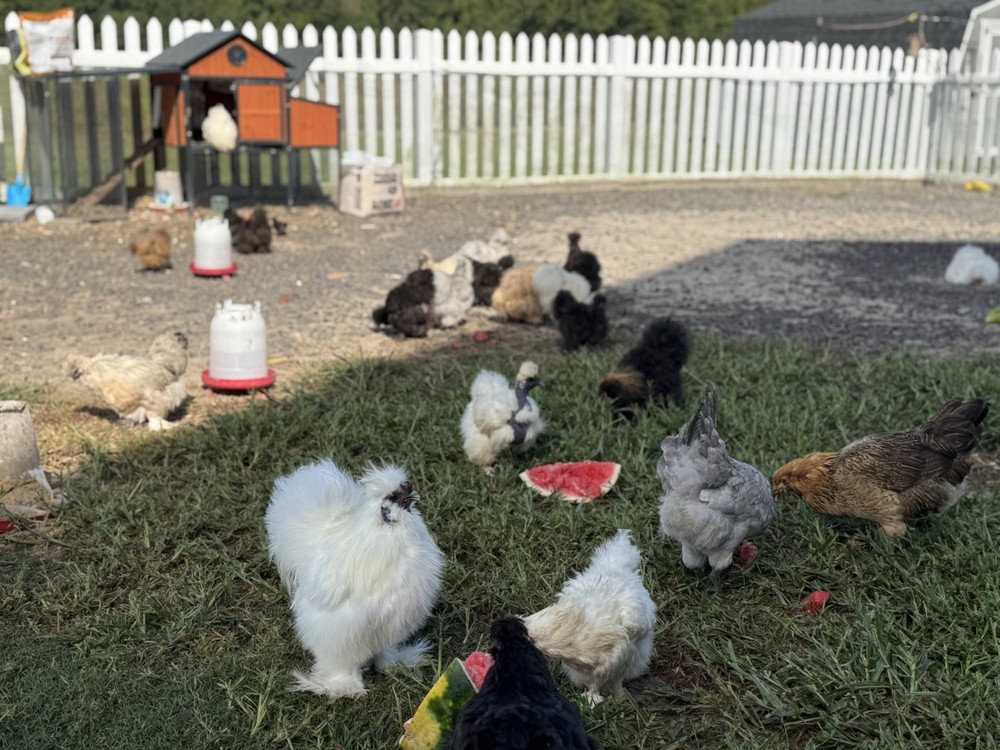 Silkie Chicken Hatching Eggs Assorted Colors