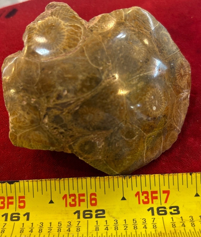 Petrified Coral End Polished