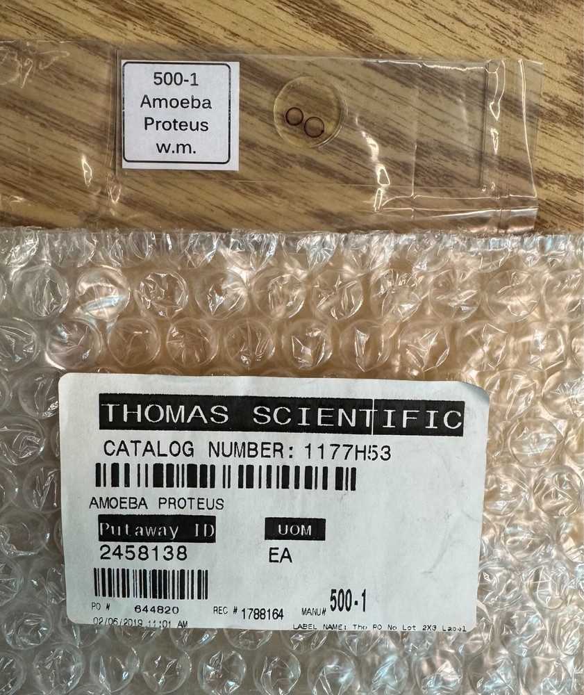 Microscope Slide of Amoeba Proteus Thomas Scientific