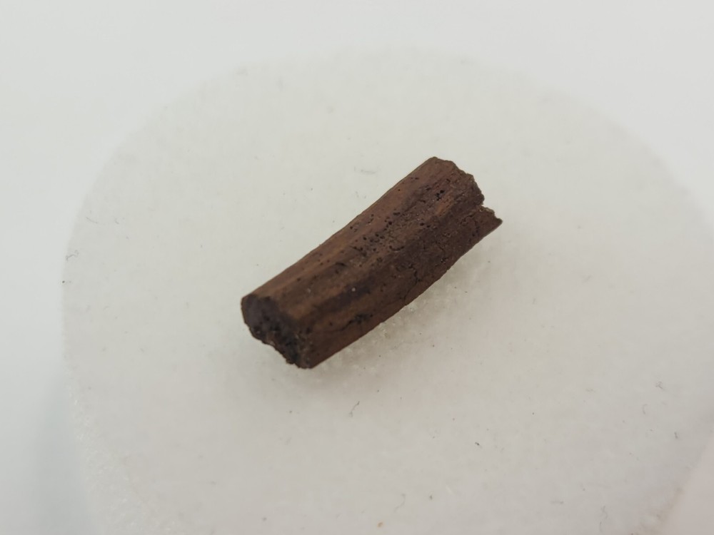 Lance Formation Micro Fossil Pack - Perfect for Teaching / Education - 70 Pieces