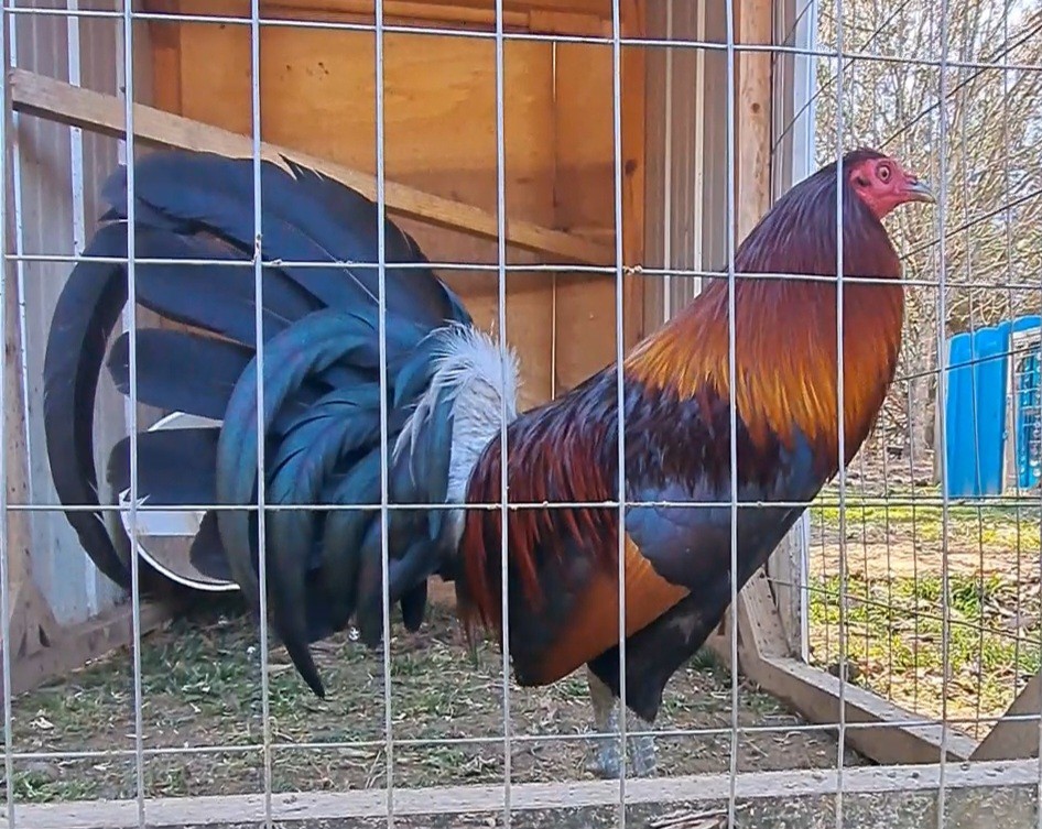12 Chicken Hatching Eggs.