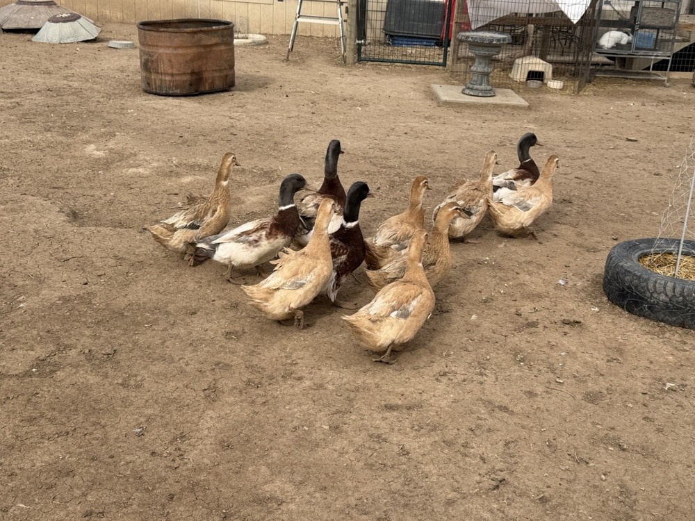 Saxony Duck Hatching Eggs