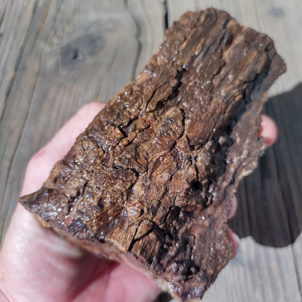 Blue Forest Petrified Wood * 1lb. 1 oz.