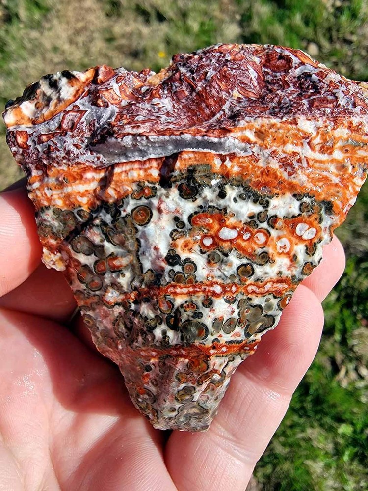 Random Pull Mexican Leopard Skin Rhyolite Rough!