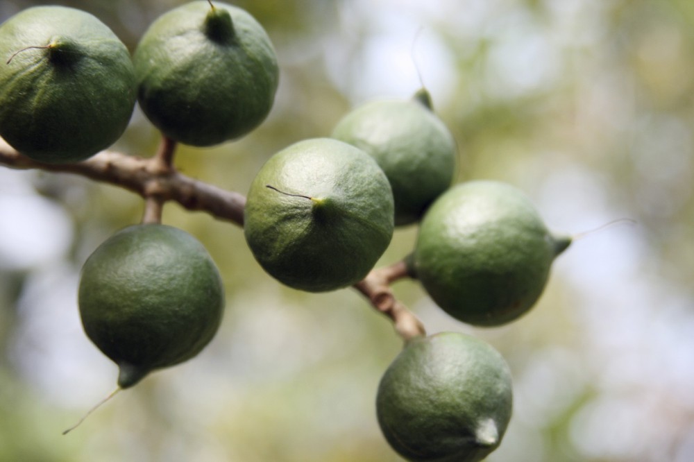 Fresh Raw shelled unsalted Macadamia Nuts 12 oz