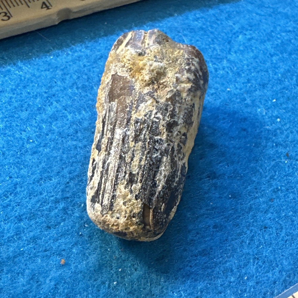 Spinosaurus Extinct Dinosaur Tooth Fossil in Display Case