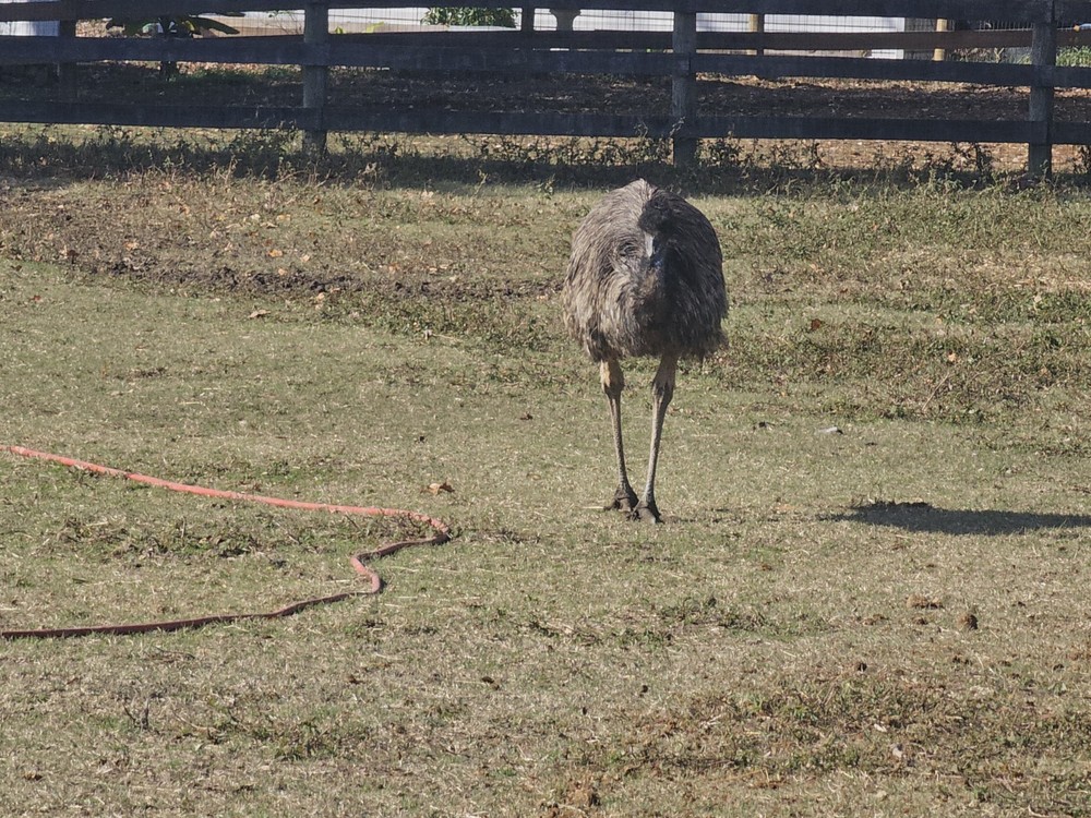 2 Emu Hatching Eggs White Blonde Normals