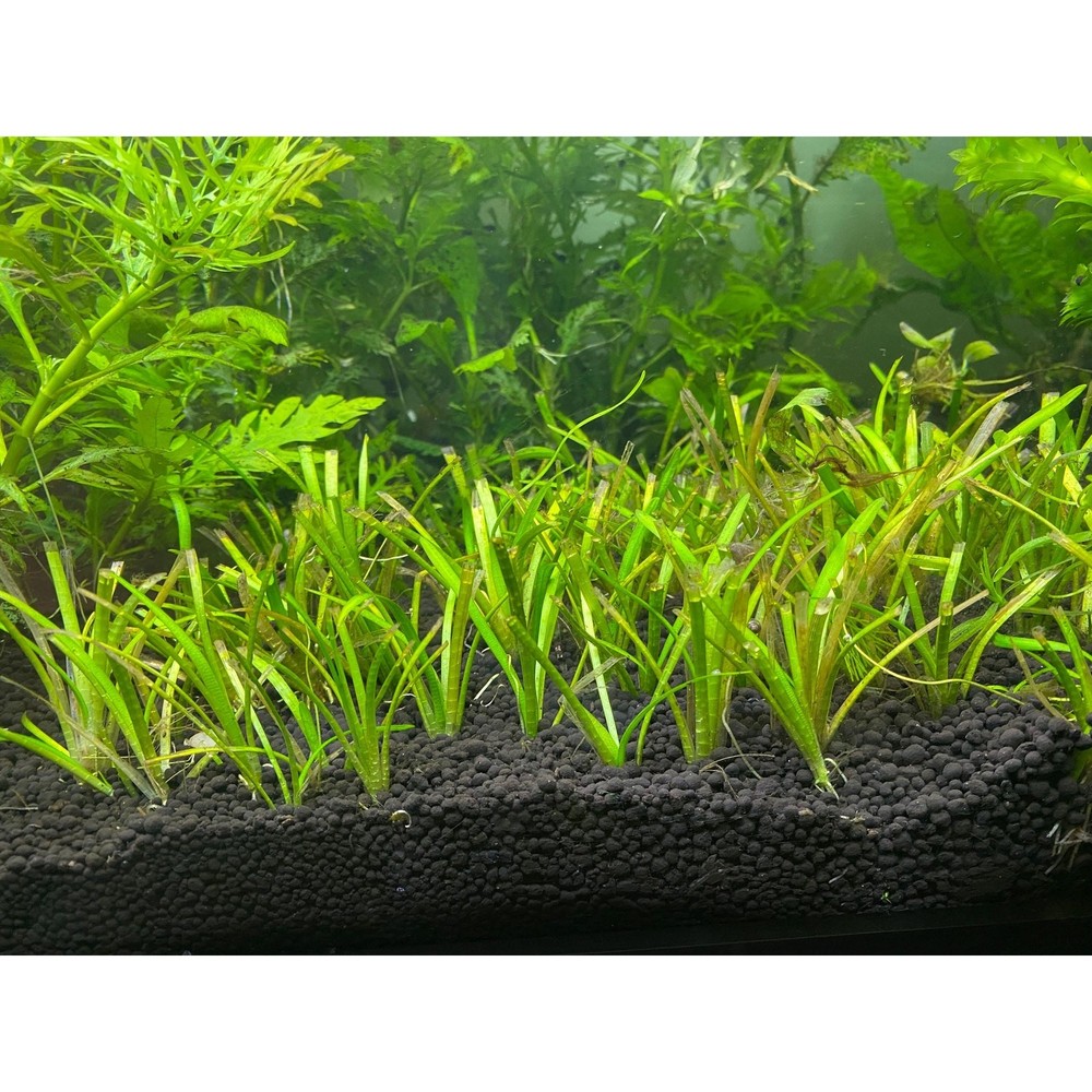 Shrimp Plant Starter Bundle - Live Aquarium Plants - Beginner Shrimp Bundle
