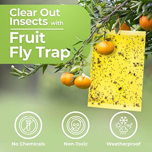 Fruit Fly Trap (20 Pack), Double-Sided Yellow Sticky Traps for Kitchen &