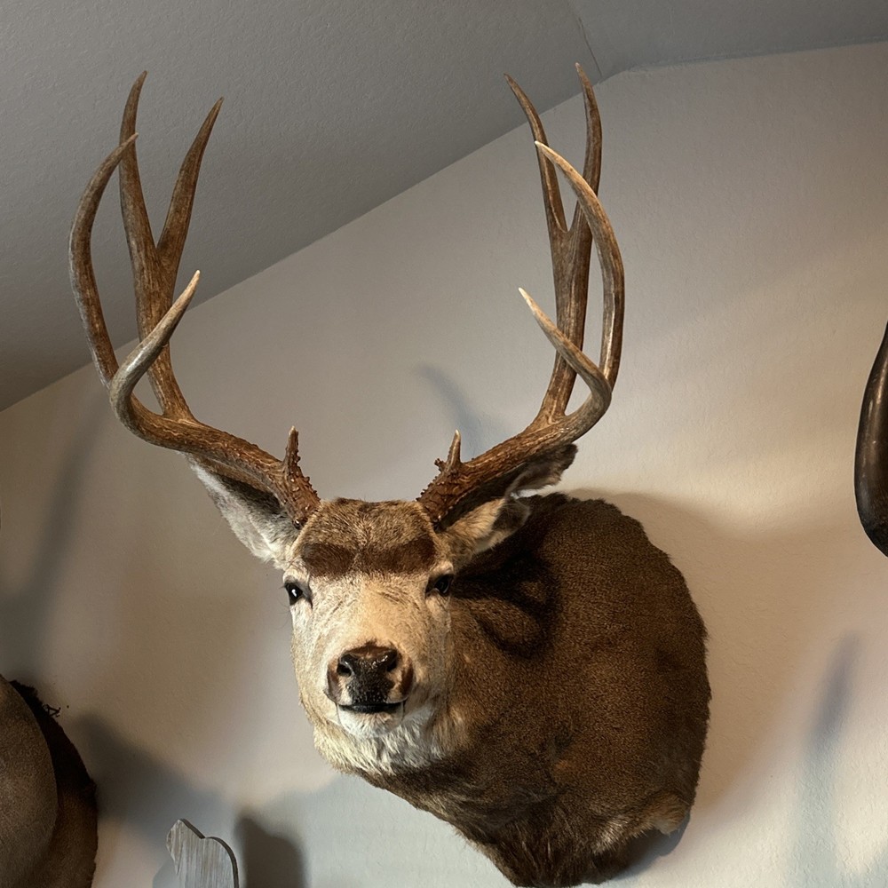 10 POINT MULE DEER 21.25 SPREAD MONSTER