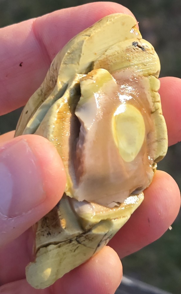 Royal Imperial Jasper Nodule Cut In Half Beautiful Egg Circle Pattern Rough