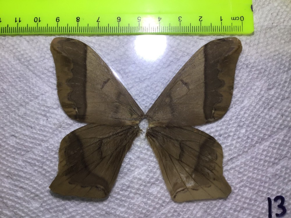 LPSA 13  A+/ A   ? Saturniidae Moths