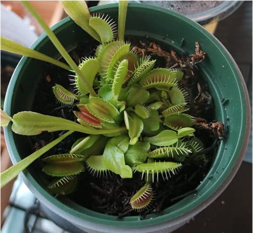 Venus Flytrap Food, Solid Gel Carnivorous Plant Food, 2.5OZ. Designed for Ve...