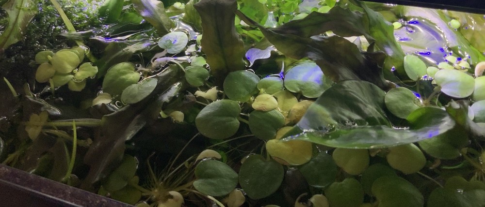 Frog Bit Floaters Live Floating Plants