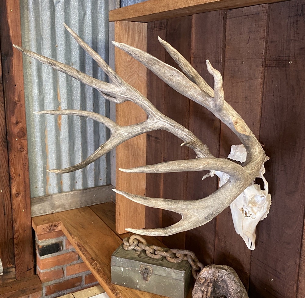 Mule Deer Rack ~ Antlers