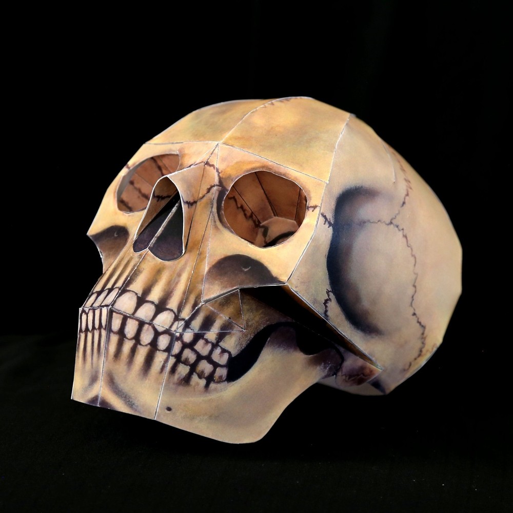 Human Skull paper model
