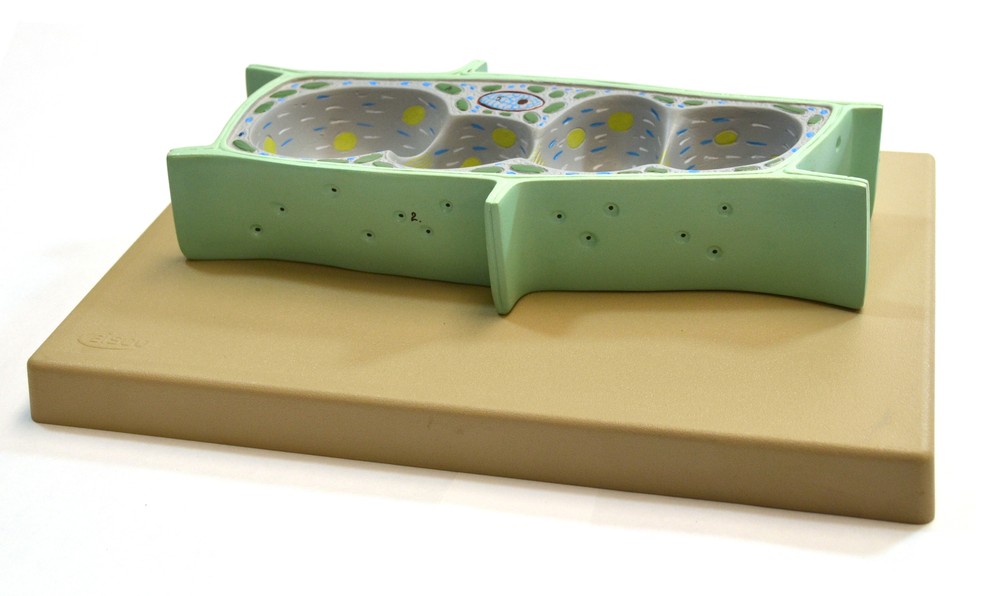 Eisco Labs Plant Cell Model, Sectional - Mounted on Base - 13" x 9"