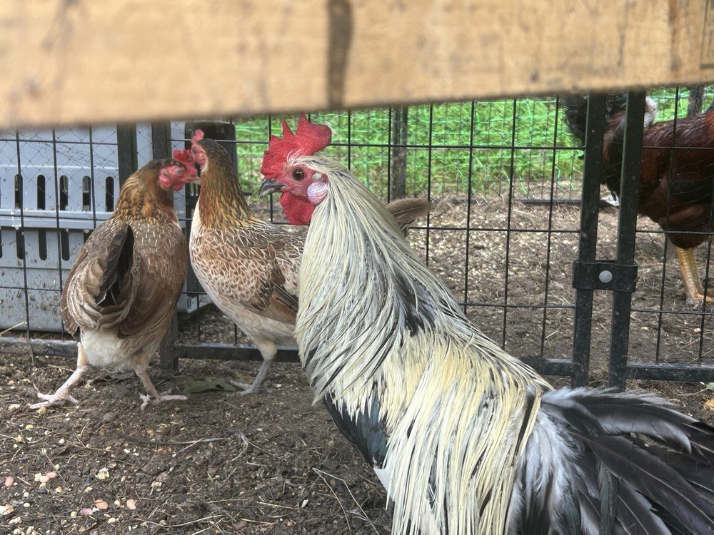 6 Silver Duckwing Hatching Eggs