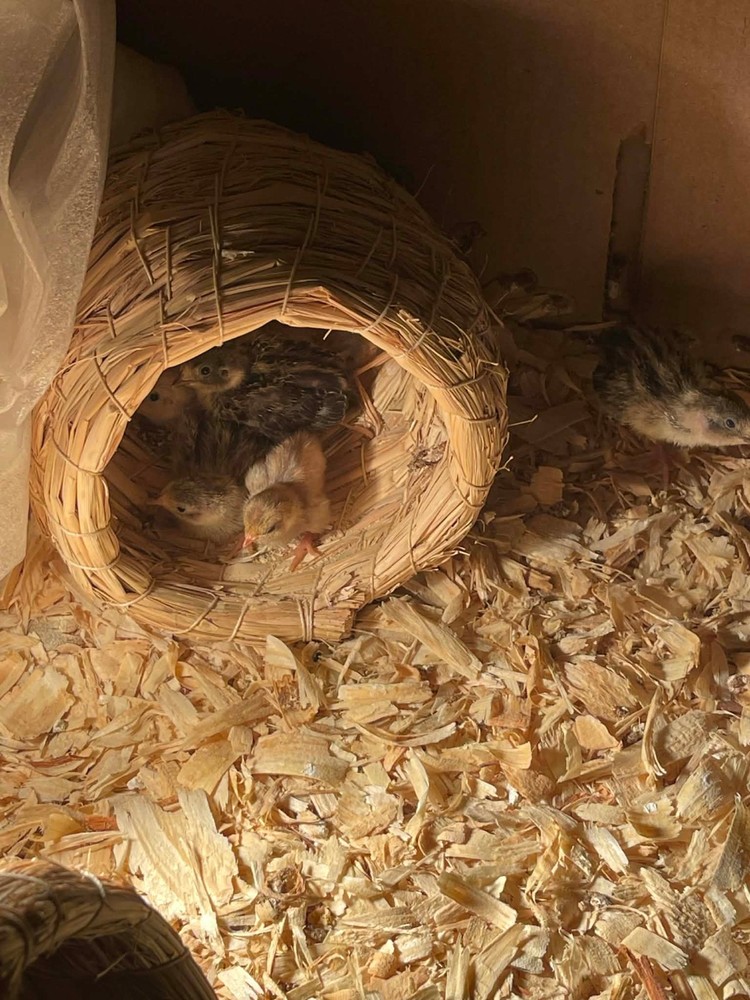20+ Extra Button Chick (Button Quail) Hatching Eggs – Fresh & Multiple Colors