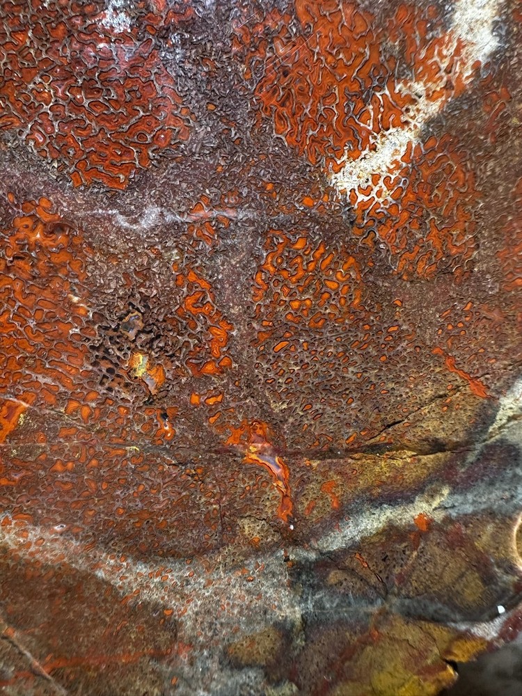 Dinosaur bone rough **hxtled large slab.