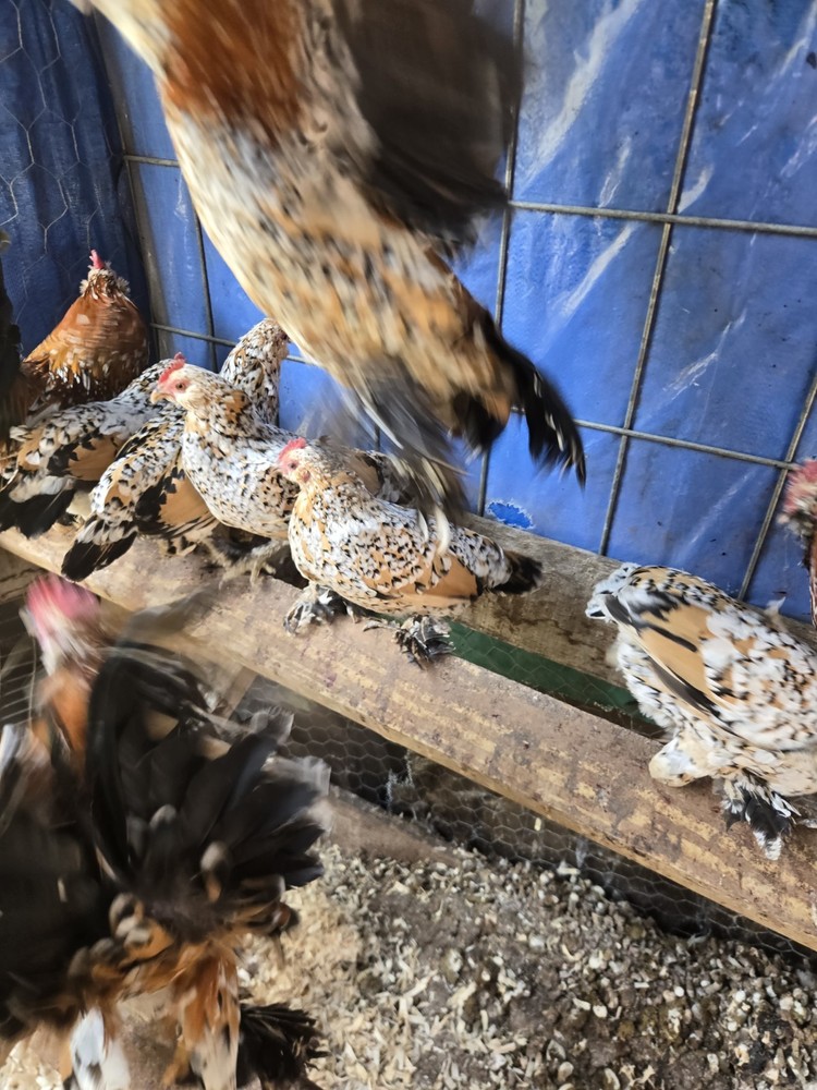 Millie Fleur D'Uccle Hatching 6 Eggs Plus 2 Extra