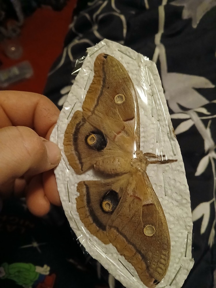 Spread Female Polyphemus Moth Female