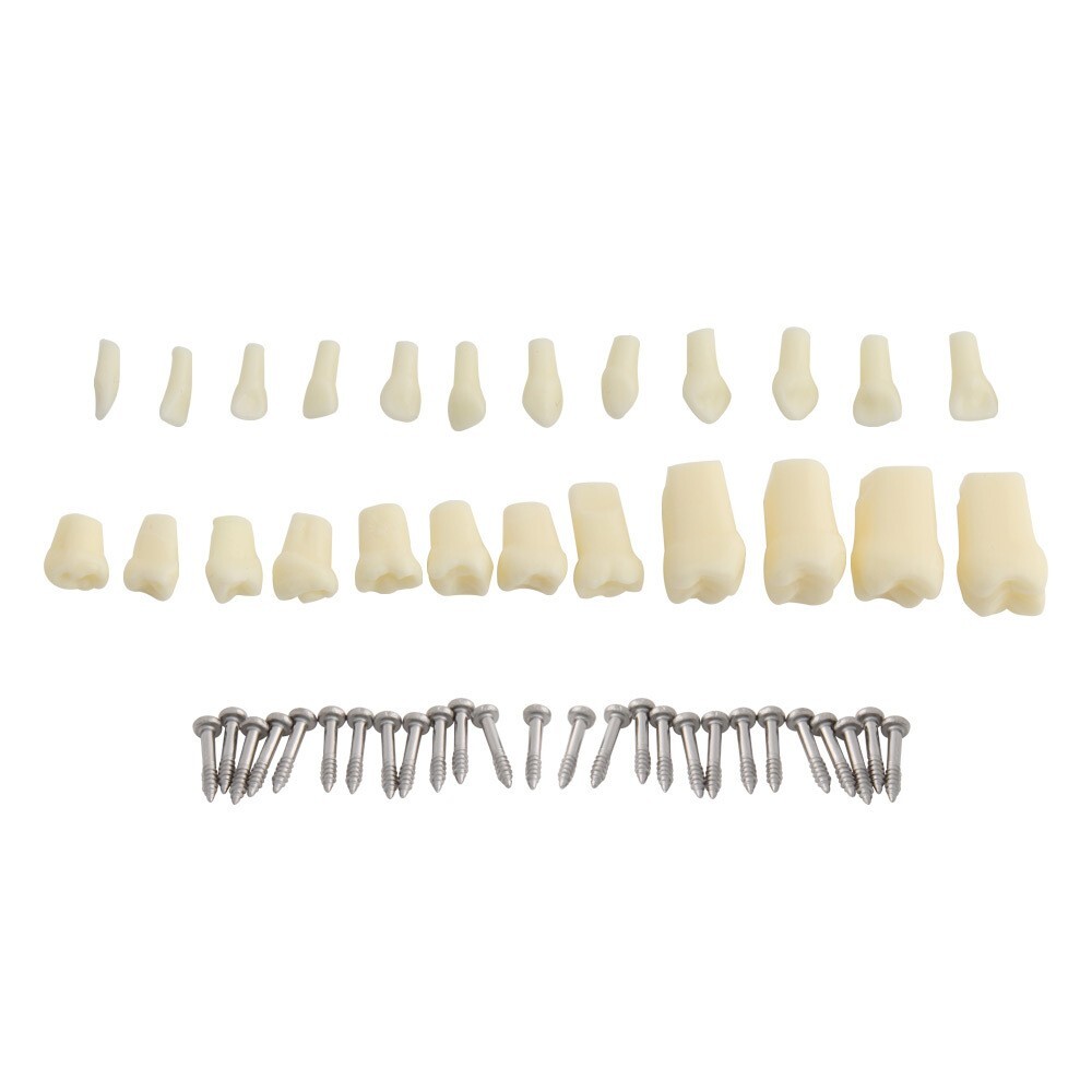 Children Deciduous Tooth Preparation Teach Model 24 Teeth Removable Replaceable