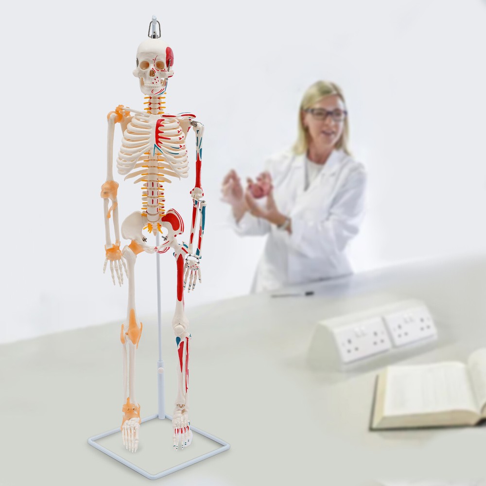 NEW 34" Modern Hanging Style Human Skeleton Model Includes Joint Ligaments White