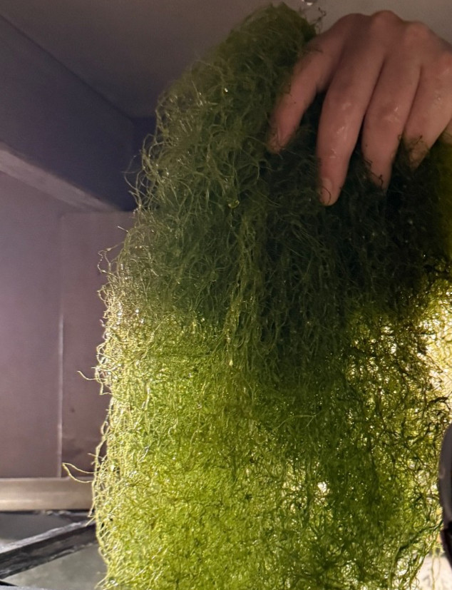 Chaetomorpha Macro Algae 1 Cup