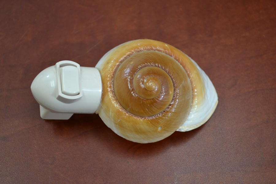 BROWN LANDSNAIL SEA SHELL NIGHTLIGHT