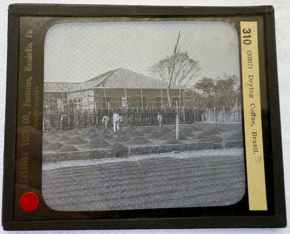 KEYSTONE MAGIC LANTERN SLIDE 310 DRYING COFFEE BRAZIL 1920s