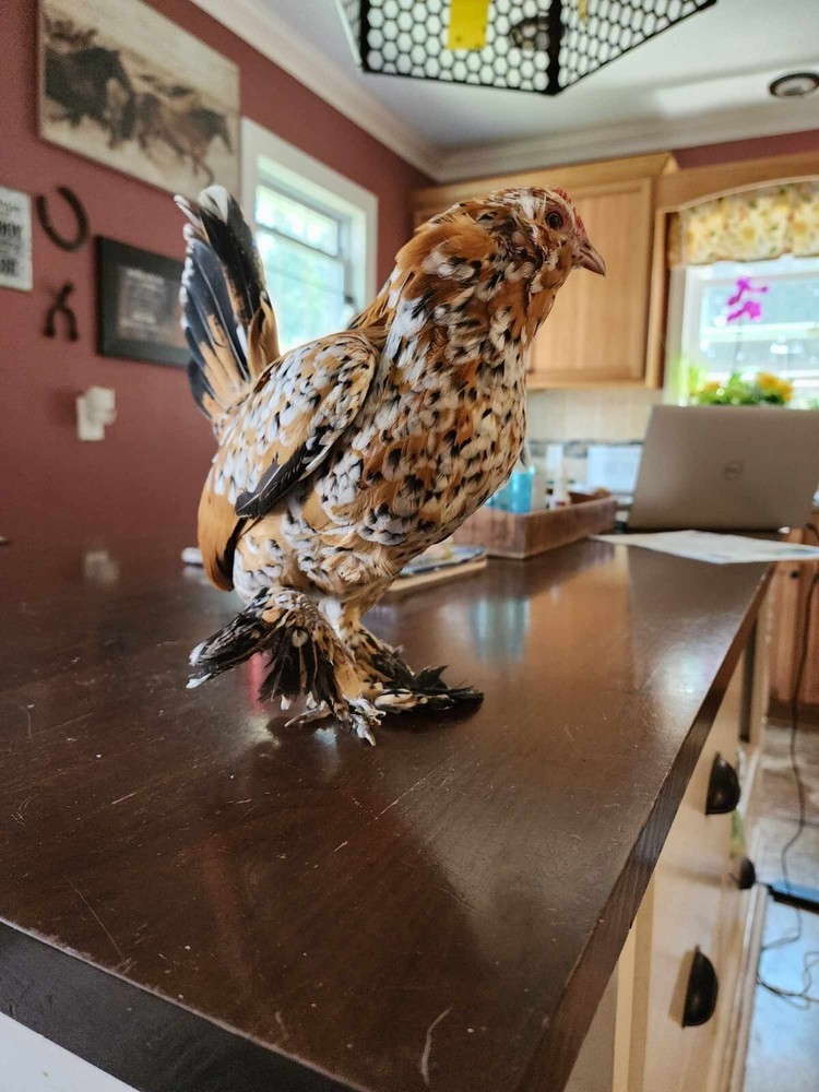 6 Belgian Millie Fleur D’uccles Hatching Eggs