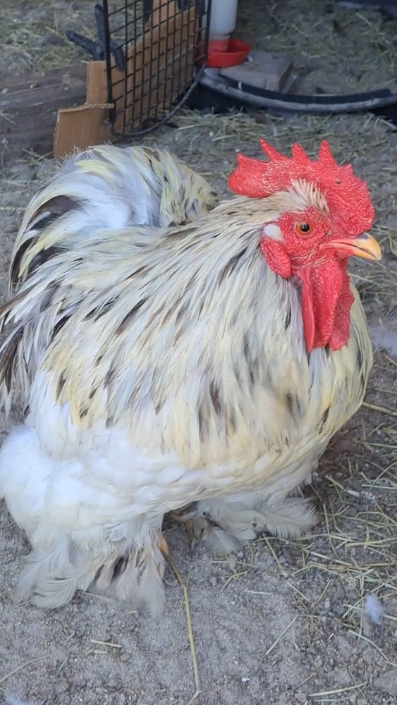 1 Dozen Bantam Cochin Hatching Eggs