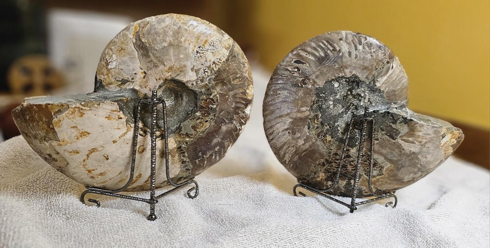 Ammonite Natural Pair